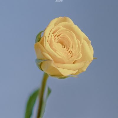 3d挂机暗黑版bt手游下载