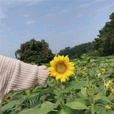 fertilizer farm手游下载